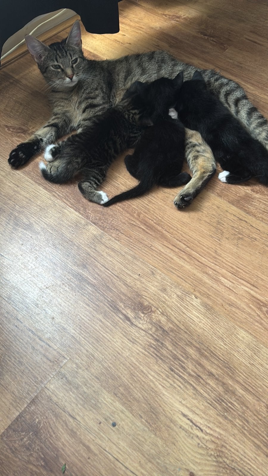 Kittens te koop, Dieren en Toebehoren, Katten en Kittens | Overige Katten, Poes