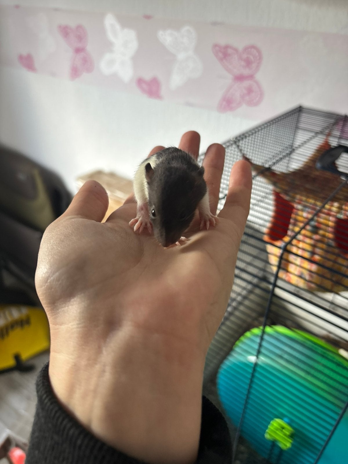 Tamme baby ratjes te koop, verschillende kleuren, Dieren en Toebehoren, Ophalen, Kooi, 90 cm of meer
