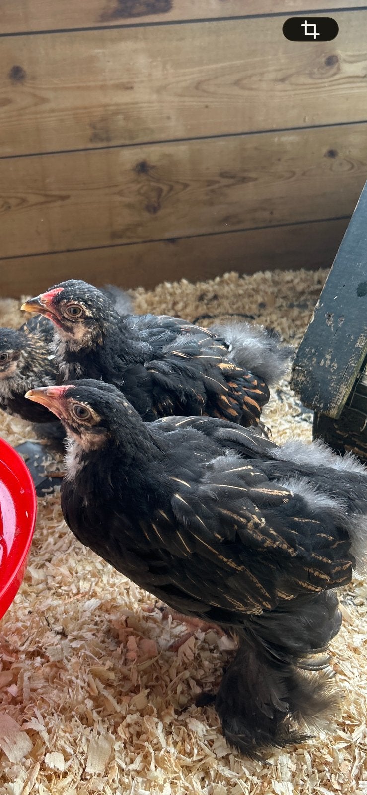 2 mooie Brahma hanen, Dieren en Toebehoren, Pluimvee, Mannelijk, Kip