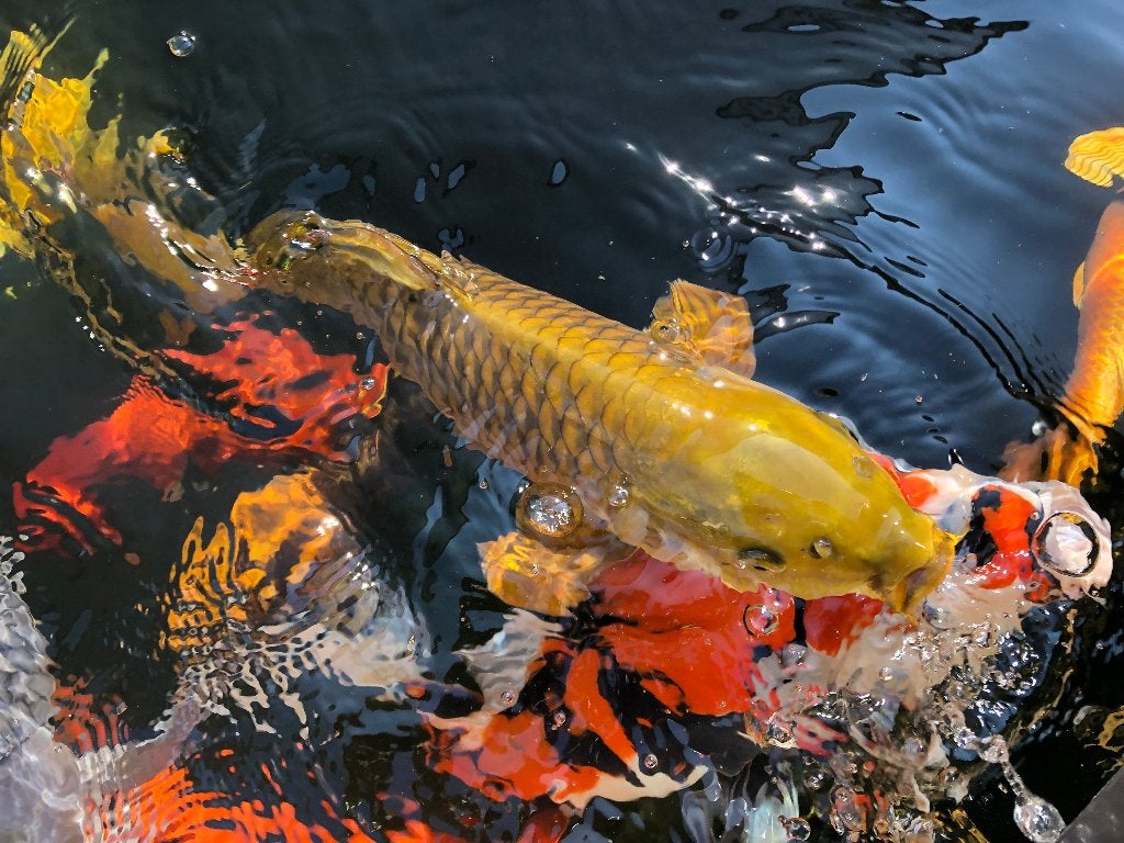 koi: Chagoi, Karper of Koi