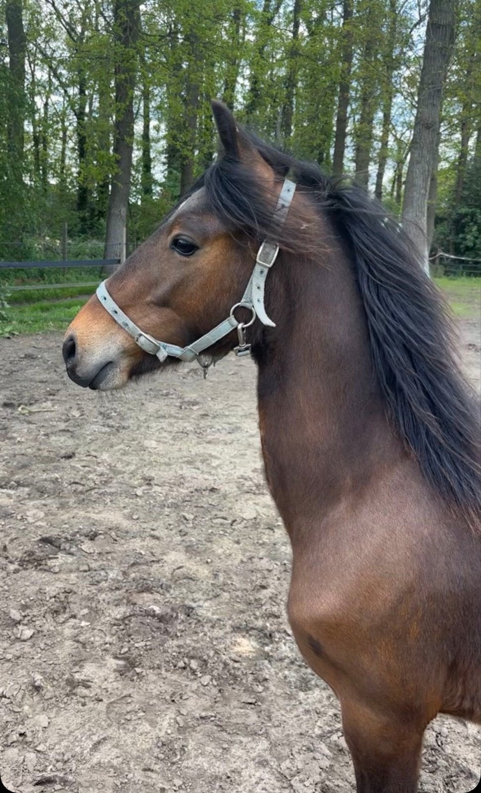 Hackney Pony, Minder dan 160 cm, Niet van toepassing, 0 tot 2 jaar, Hengst