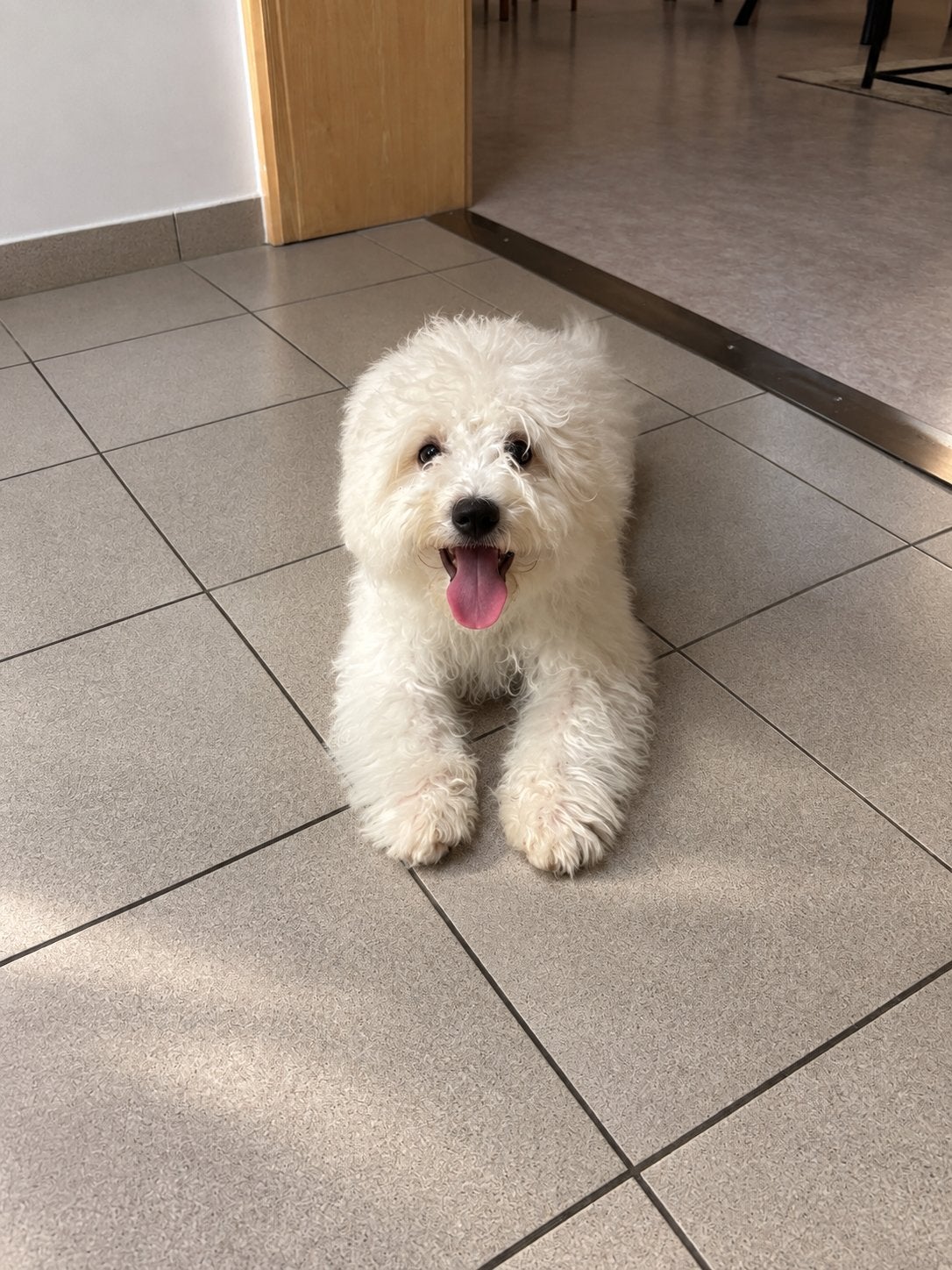 LIEF BICHON FRISÉ REUTJE – 5 MAANDEN JONG, 15 weken tot 1 jaar, Eén hond, CDV (hondenziekte), Nederland