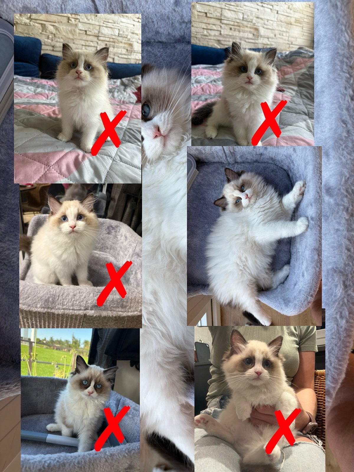 Ragdoll kittens te koop – Seal Bicolor- stamboom fife, Meerdere dieren