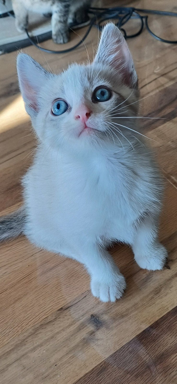 prachtige x Siamees kittens, Dieren en Toebehoren, Meerdere dieren, Kortharig, 0 tot 2 jaar