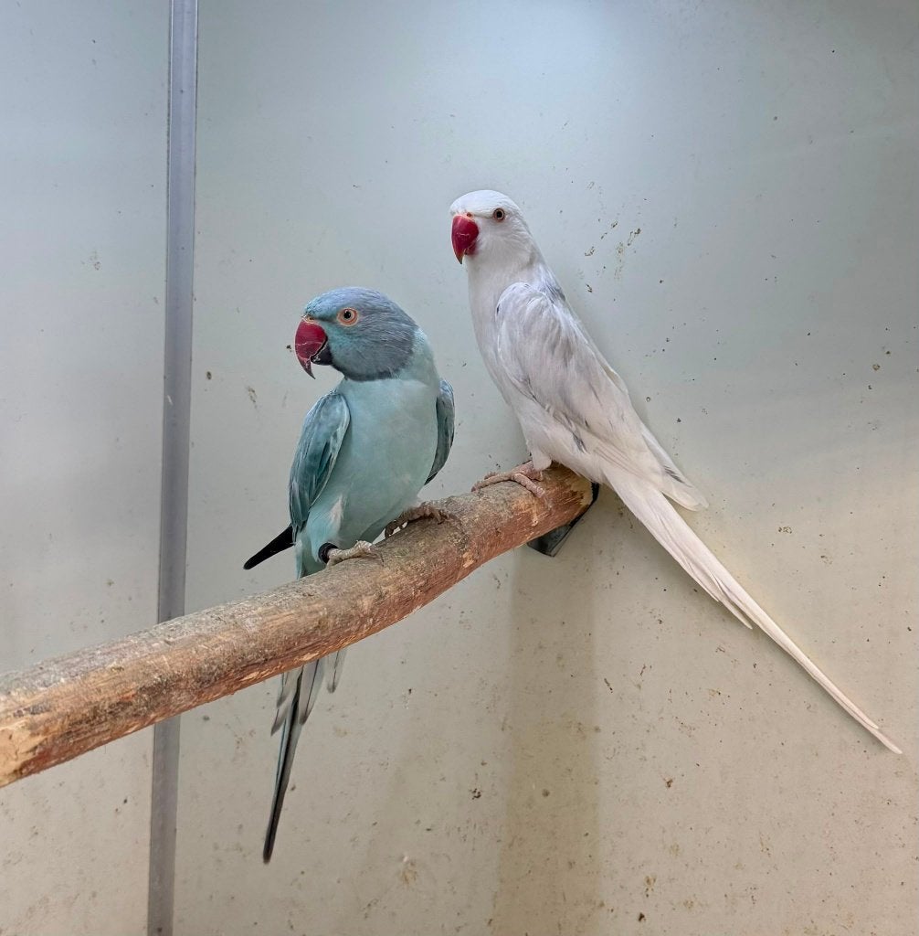 kweekkoppel halsbandparkieten opaline bont wkws, Dieren en Toebehoren, Meerdere dieren, Parkiet