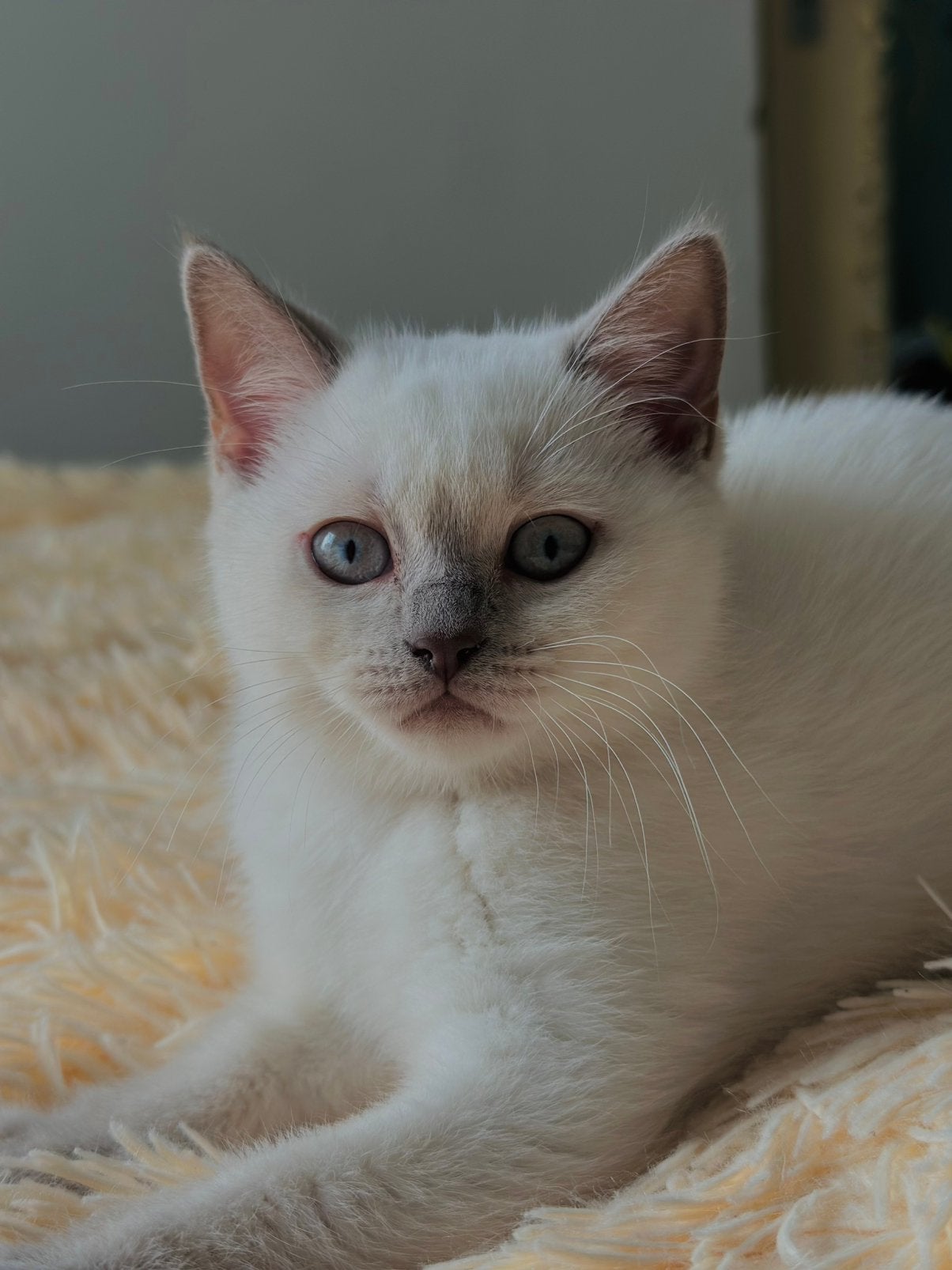 Raszuivere Britse kittens, 1x ingeënt, Poes, Ingeënt, 0 tot 2 jaar