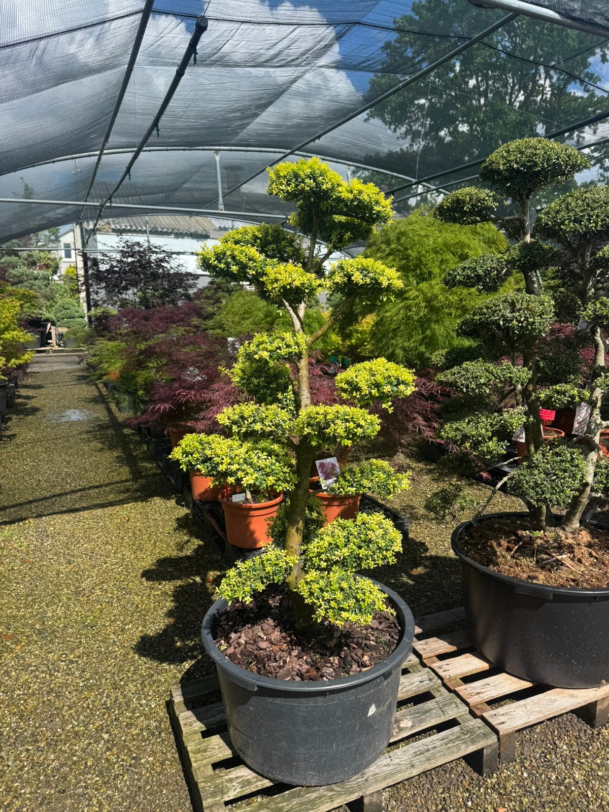 Japanse Ilex crenata 'Kinme' Tuinbonsai, Tuin en Terras, Vaste plant, Bloeit niet, Halfschaduw, Ophalen