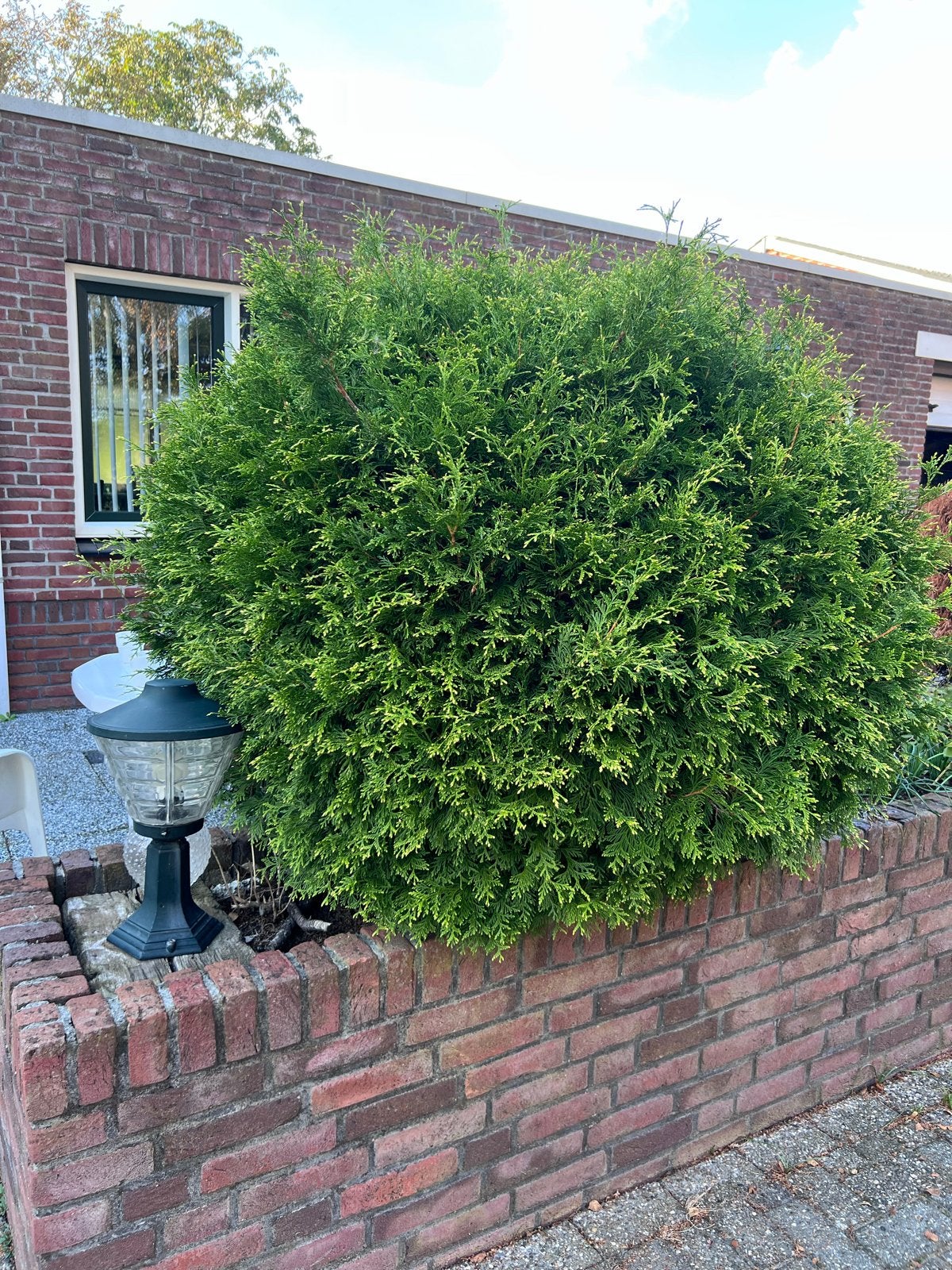 Grote, gezonde conifeer - Ideaal voor uw tuin!, Ophalen, Conifeer, Struik, 100 tot 250 cm
