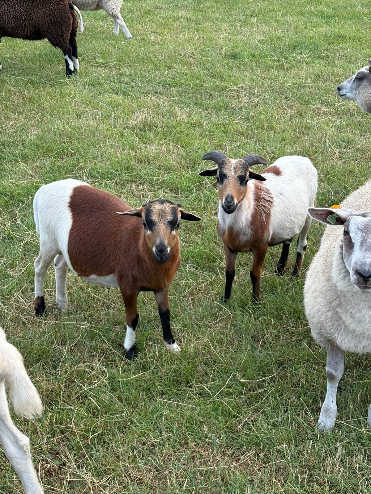 Kameroen, Mannelijk, Schaap, 0 tot 2 jaar