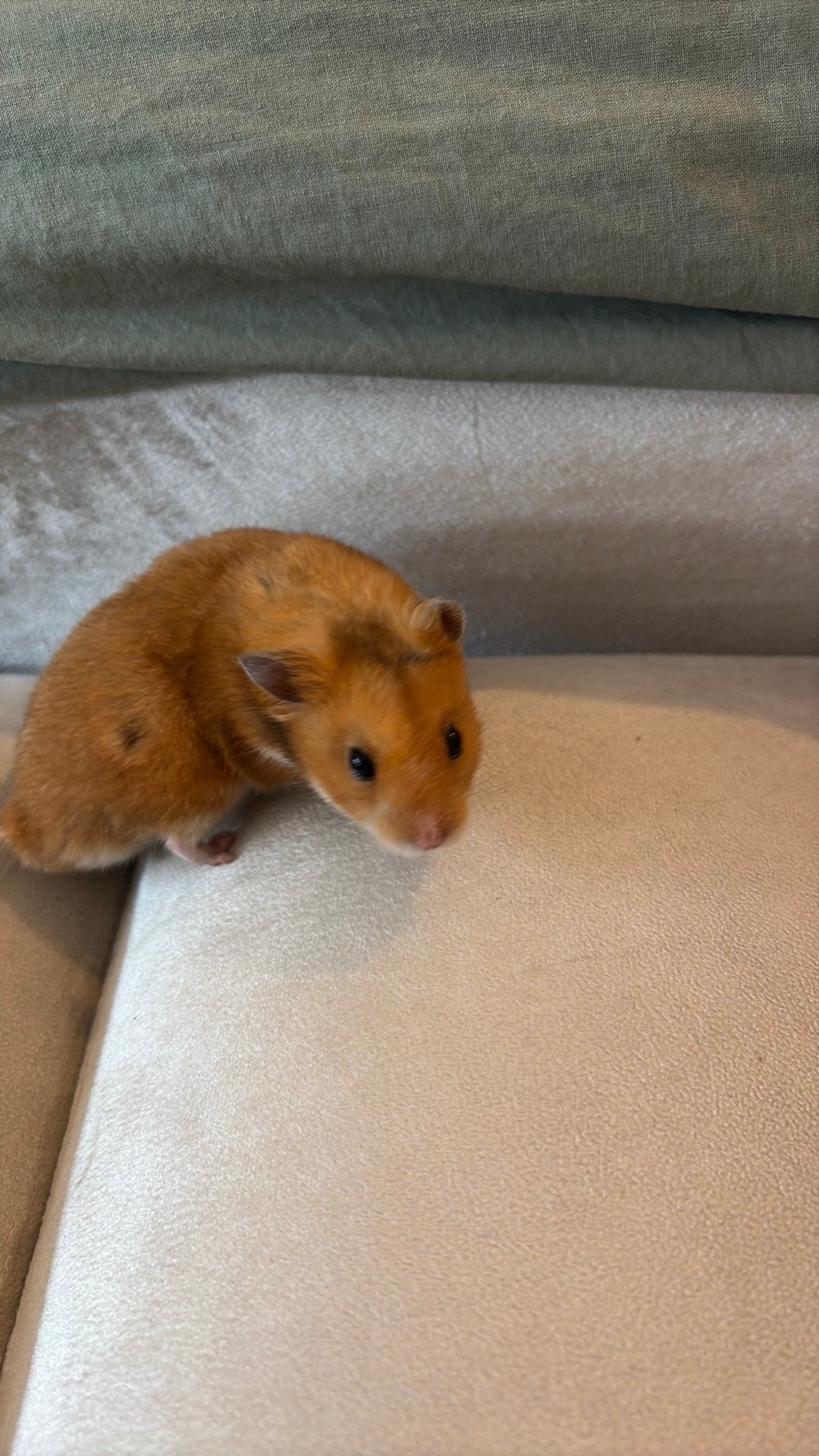 Aura (hamster), Dieren en Toebehoren, Hamster, Mannelijk, Juli, Tam