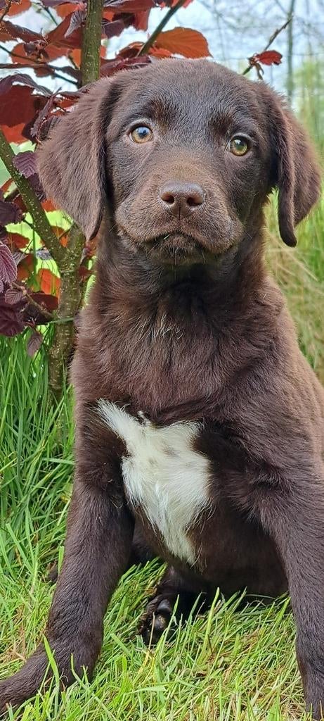 Mooie pups kruising Labrador x Friese stabij, Nederland, Parvo, 8 tot 15 weken, Labrador retriever