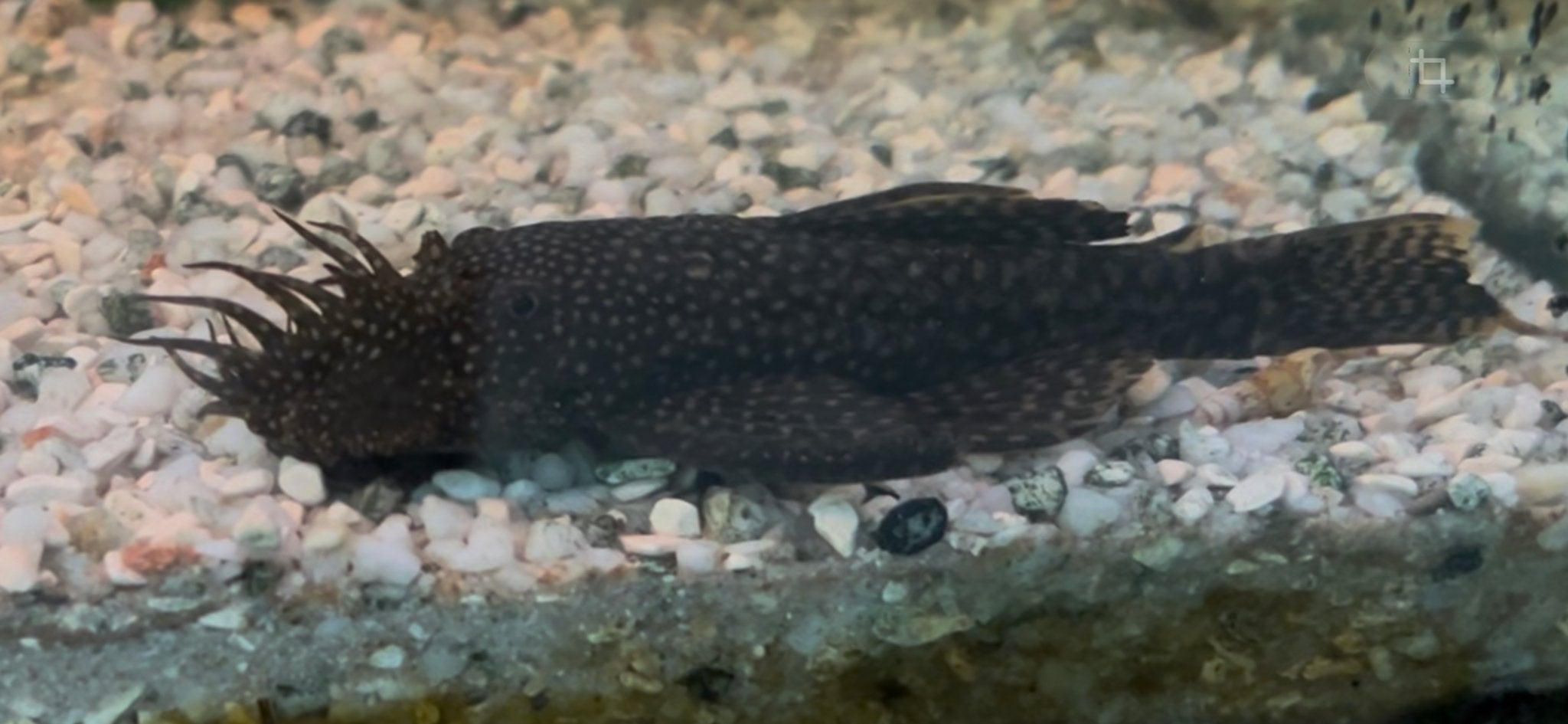 Ancistrus algeneters, Dieren en Toebehoren, Vissen | Aquariumvissen, Vis