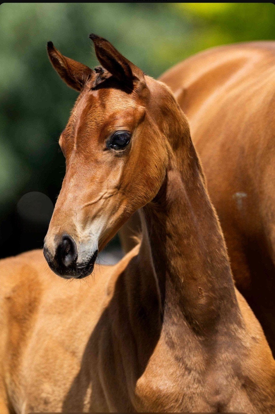 hengstveulen McLaren  x  Desperado, Dieren en Toebehoren, Minder dan 160 cm, Niet van toepassing, Dressuurpaard, 0 tot 2 jaar