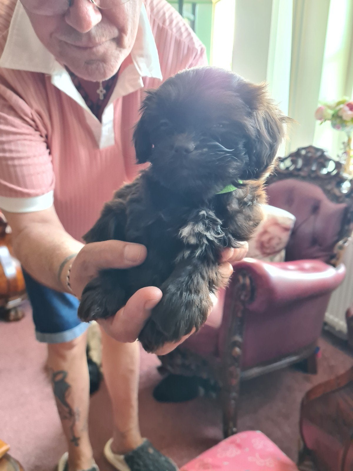 Nog 4 Boomer / Maltipo, Dieren en Toebehoren, Honden | Chihuahua's en Gezelschapshonden, Overige rassen, Teef, Eén hond, Nederland
