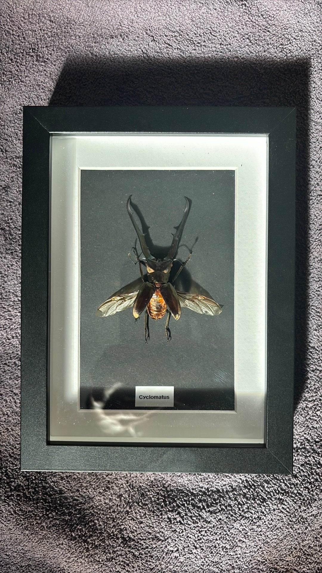 Geprepareerde kever in lijst, Ophalen of Verzenden, Nieuw, Insect, Opgezet dier