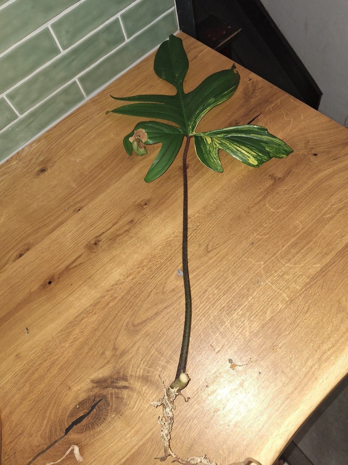 philodendron florida beauty stekken, Ophalen of Verzenden, Halfschaduw, Minder dan 100 cm