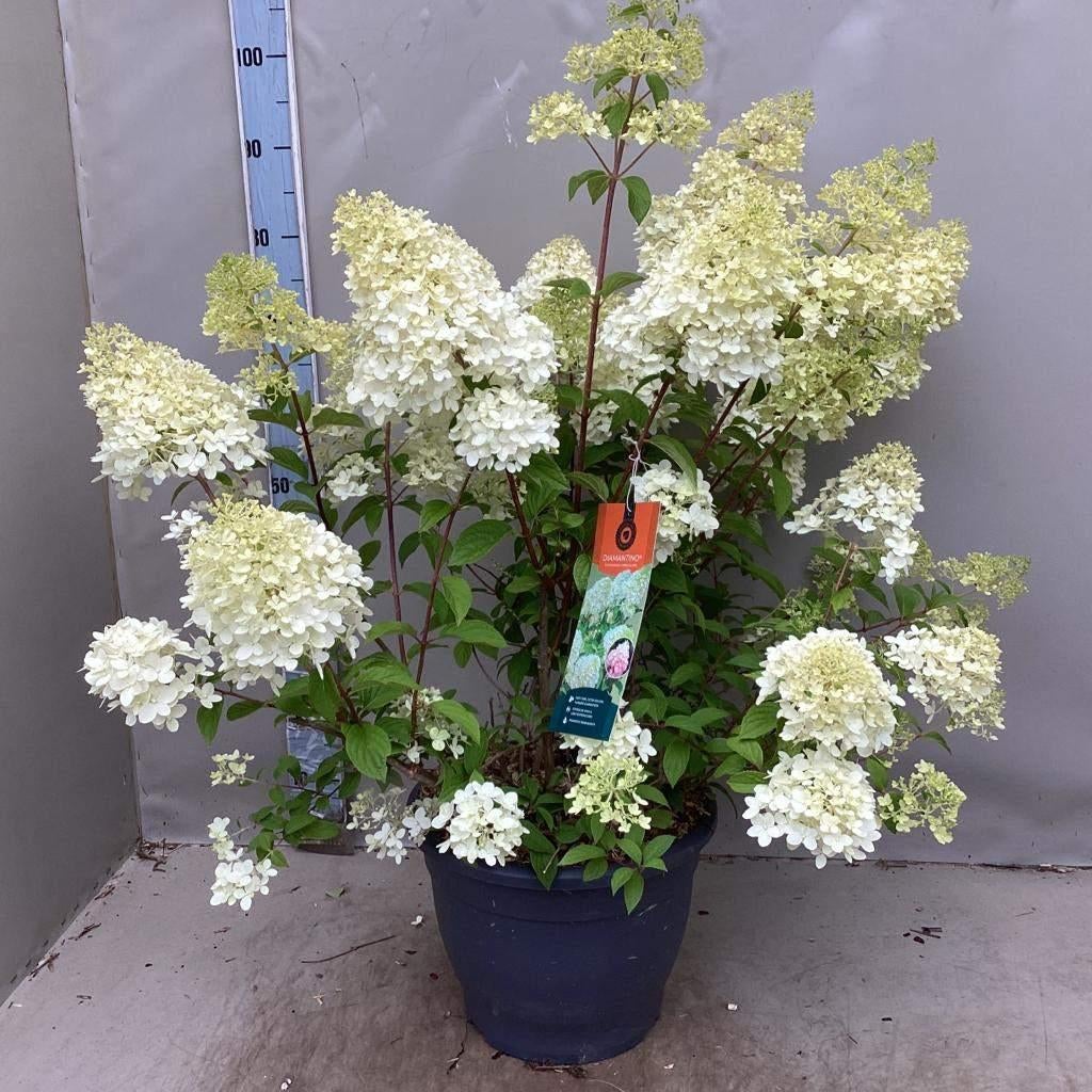 Pluimhortensia, Hydrangea Paniculata Diamantino, Tuin en Terras, Planten | Tuinplanten, Vaste plant, Halfschaduw, Zomer, Ophalen