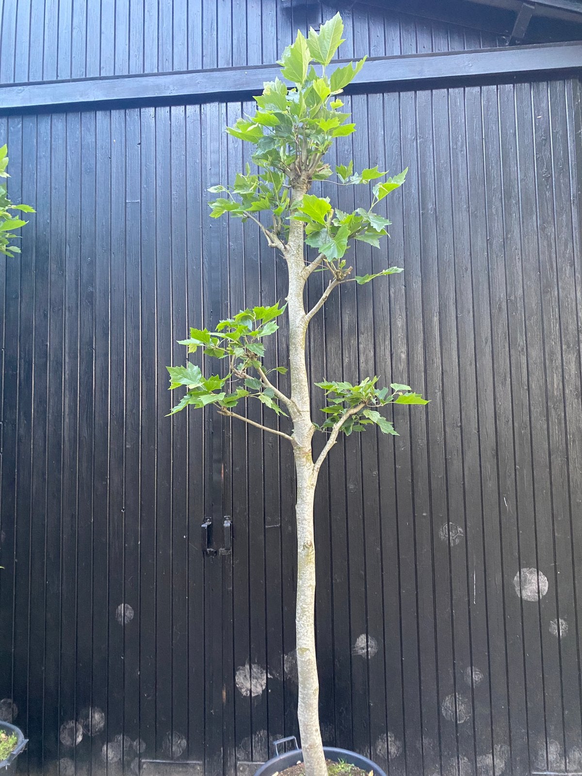 Plataan franse knot. Leiplataan. Dakplataan, Tuin en Terras, Ophalen, In pot, Volle zon, Overige soorten