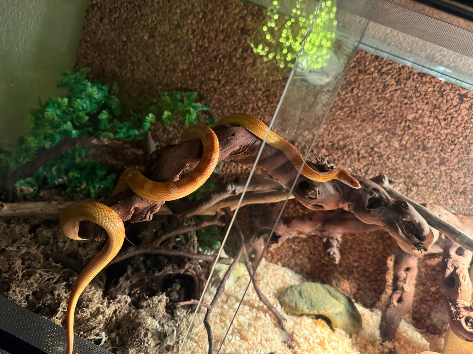 Een korenslang 3 jaar oud met terrarium Corn Snake photo 9