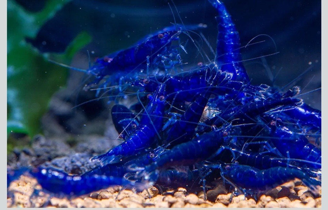 Hele mooie blauwe sapphire garnalen, Dieren en Toebehoren, Kreeft, Krab of Garnaal, Zoetwatervis, Schoolvis