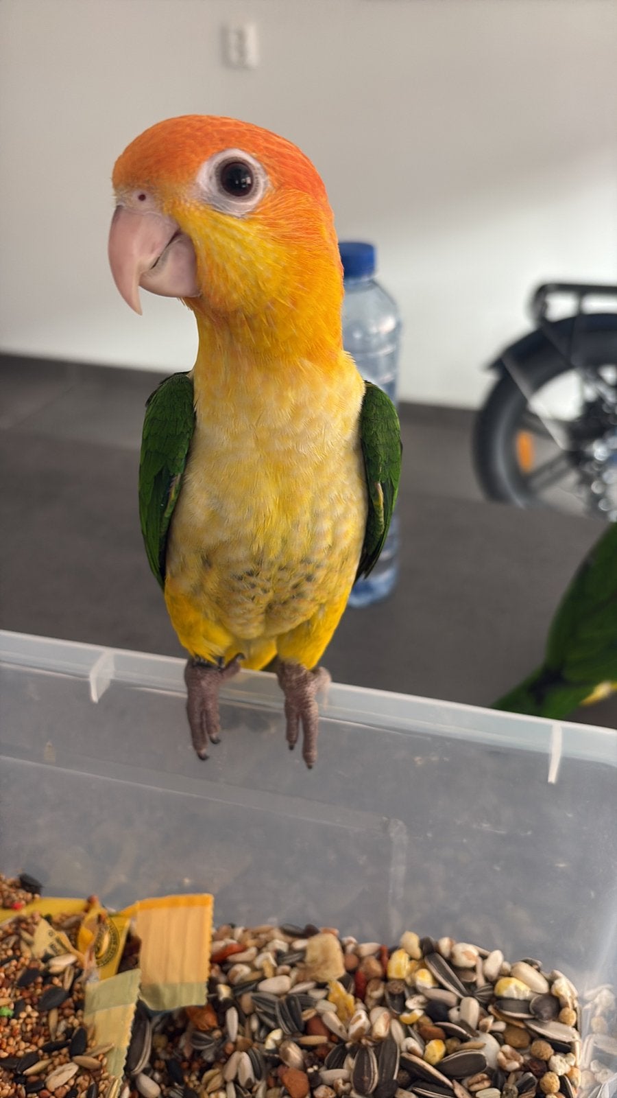Mega Tam koppeltje Roestkop  Caiques ., Meerdere dieren, Papegaai, Tam