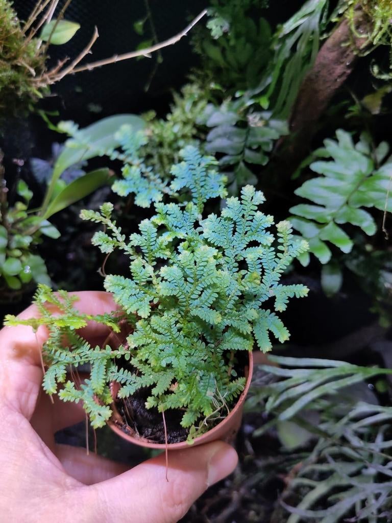 Selaginella uncinata pauwmos bijzondere plant terrarium, Volledige schaduw, Overige soorten, Ophalen of Verzenden, Minder dan 100 cm