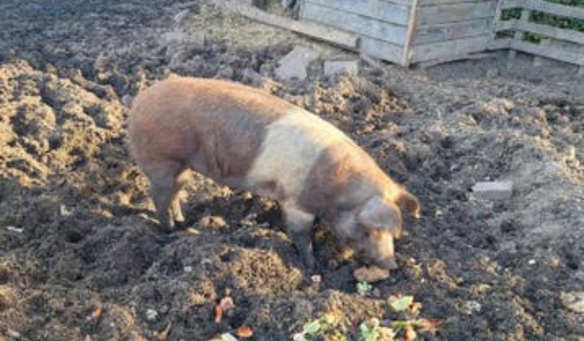 Gezocht te leeen, Mannelijk, Geit
