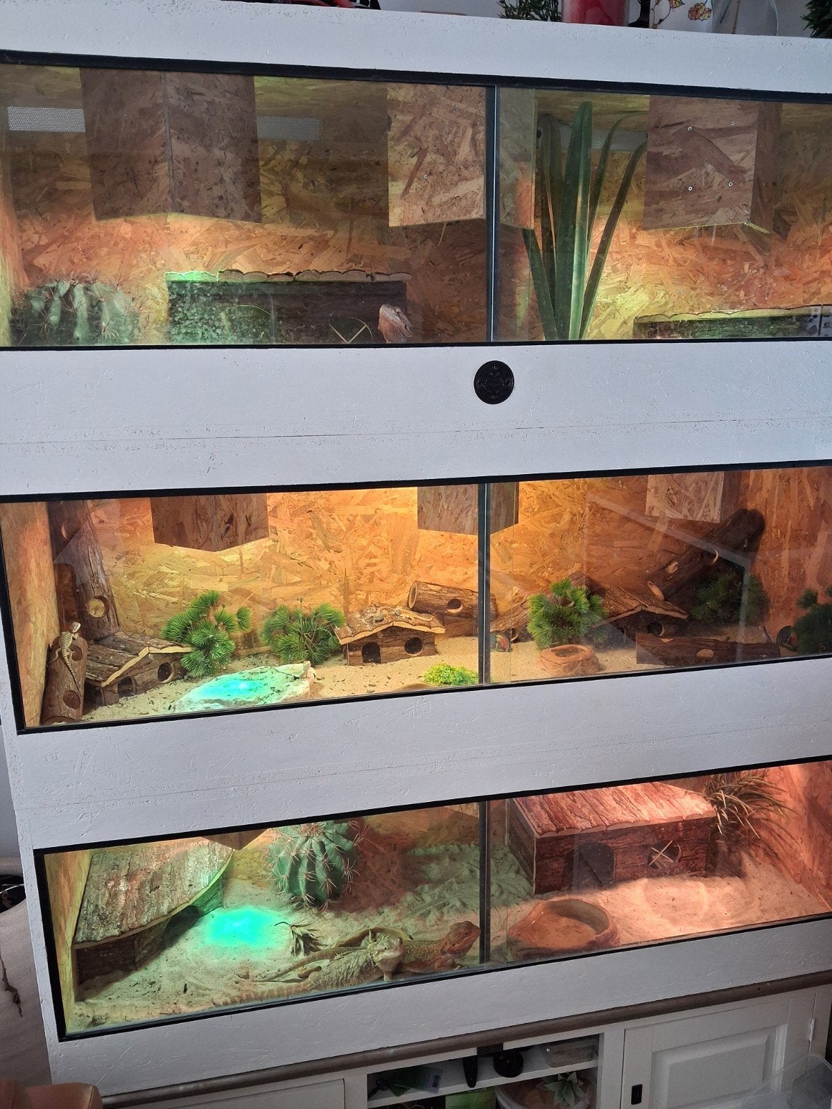 Hele baardagaam hobby te koop ( GOED LEZEN ), Hagedis, Met terrarium, 0 tot 2 jaar