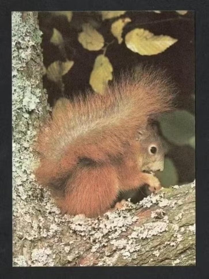 Eekhoorn In Boom Sciurus Vulgaris Knaagdier., Ophalen of Verzenden, 1980 tot heden, Ongelopen, Knaagdier