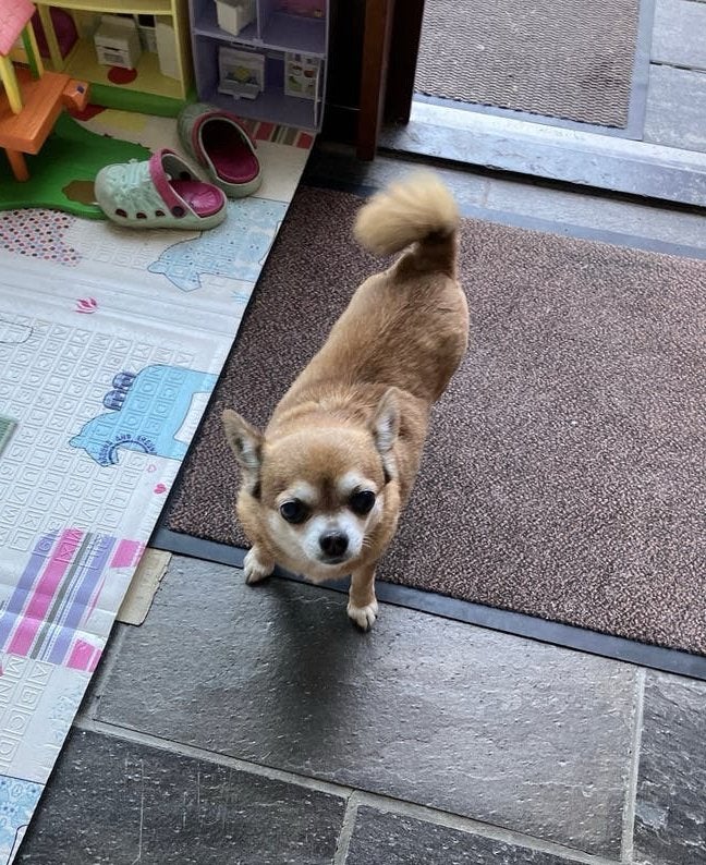 Herplaatser gezocht., Dieren en Toebehoren, Honden | Chihuahua's en Gezelschapshonden, 6 jaar of ouder, Teef, Eén hond, Chihuahua
