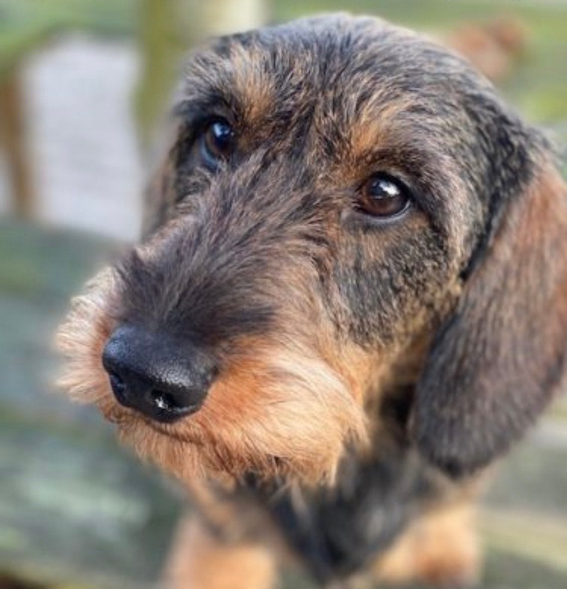 Gezocht ruwharige teckel, CDV (hondenziekte), Geslacht onbekend, Eén hond, 3 tot 5 jaar