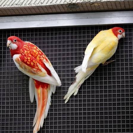 Gezocht! Australische parkieten, Meerdere dieren, Parkiet, Geringd