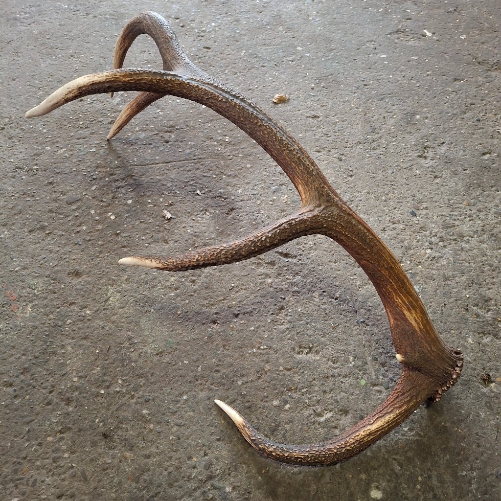 Edelhert gewei afgeworpen stang - Natuurlijke decoratie, Verzamelen, Ophalen of Verzenden, Nieuw, Hert, Gewei of Kop