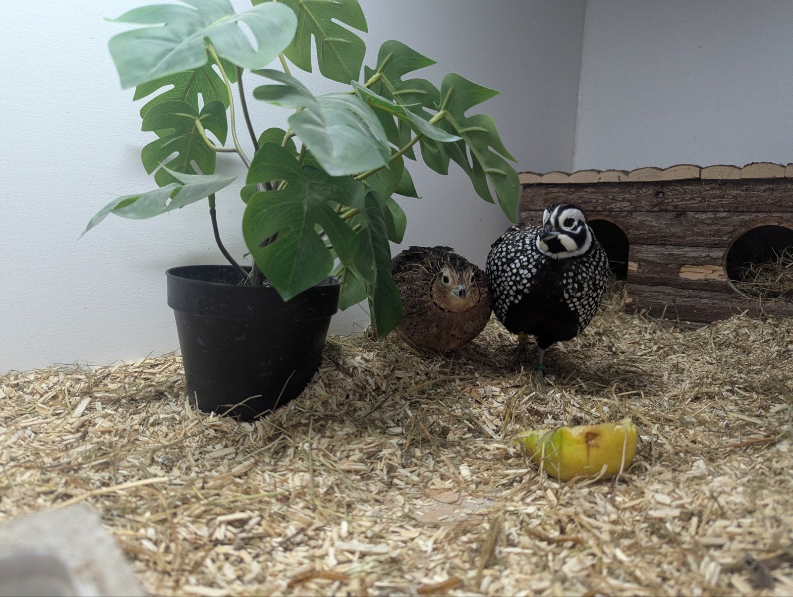 montezuma kwartels, Dieren en Toebehoren, Meerdere dieren, Geringd