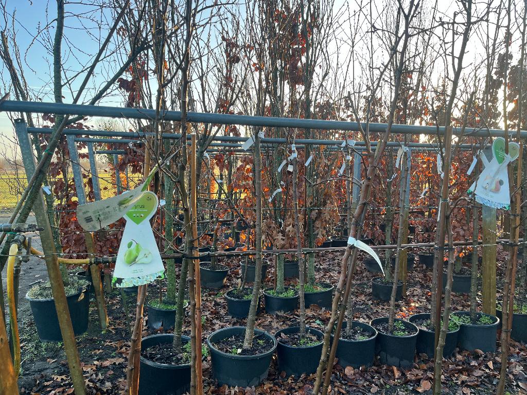 fruitbomen, Ophalen, Overige soorten, Volle zon, 100 tot 250 cm