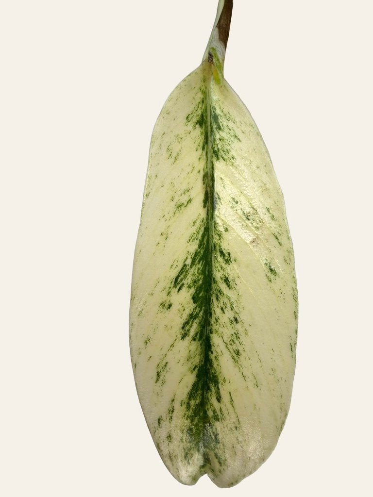 rhaphidophora mint, Huis en Inrichting, Kamerplanten, Ophalen of Verzenden, Halfschaduw, Minder dan 100 cm