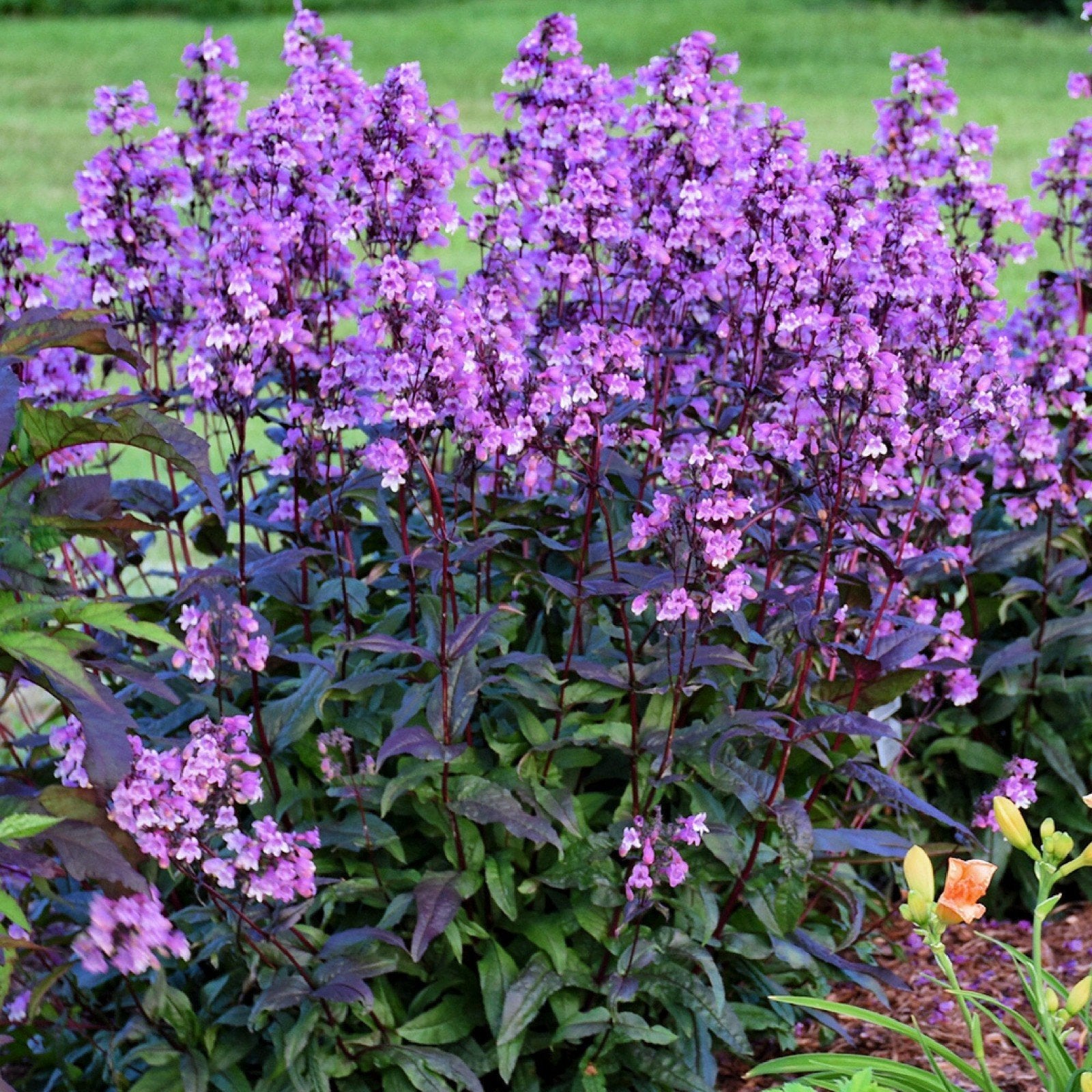 Penstemon 'Midnight Masquerade' - Slangenkop, Ophalen, Overige soorten, Volle zon