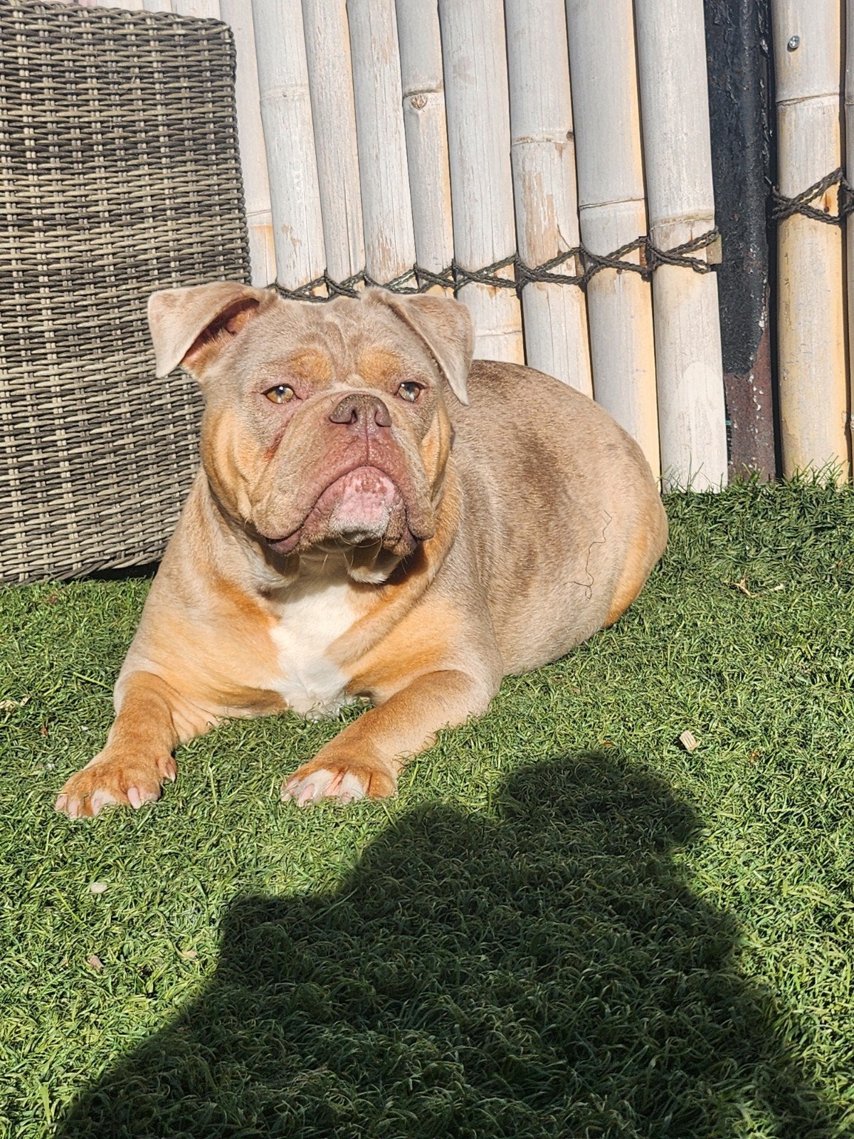 Old English Bulldog teefje, Dieren en Toebehoren, Honden | Bulldogs, Pinschers en Molossers, 1 tot 2 jaar, Teef, Parvo, Bulldog