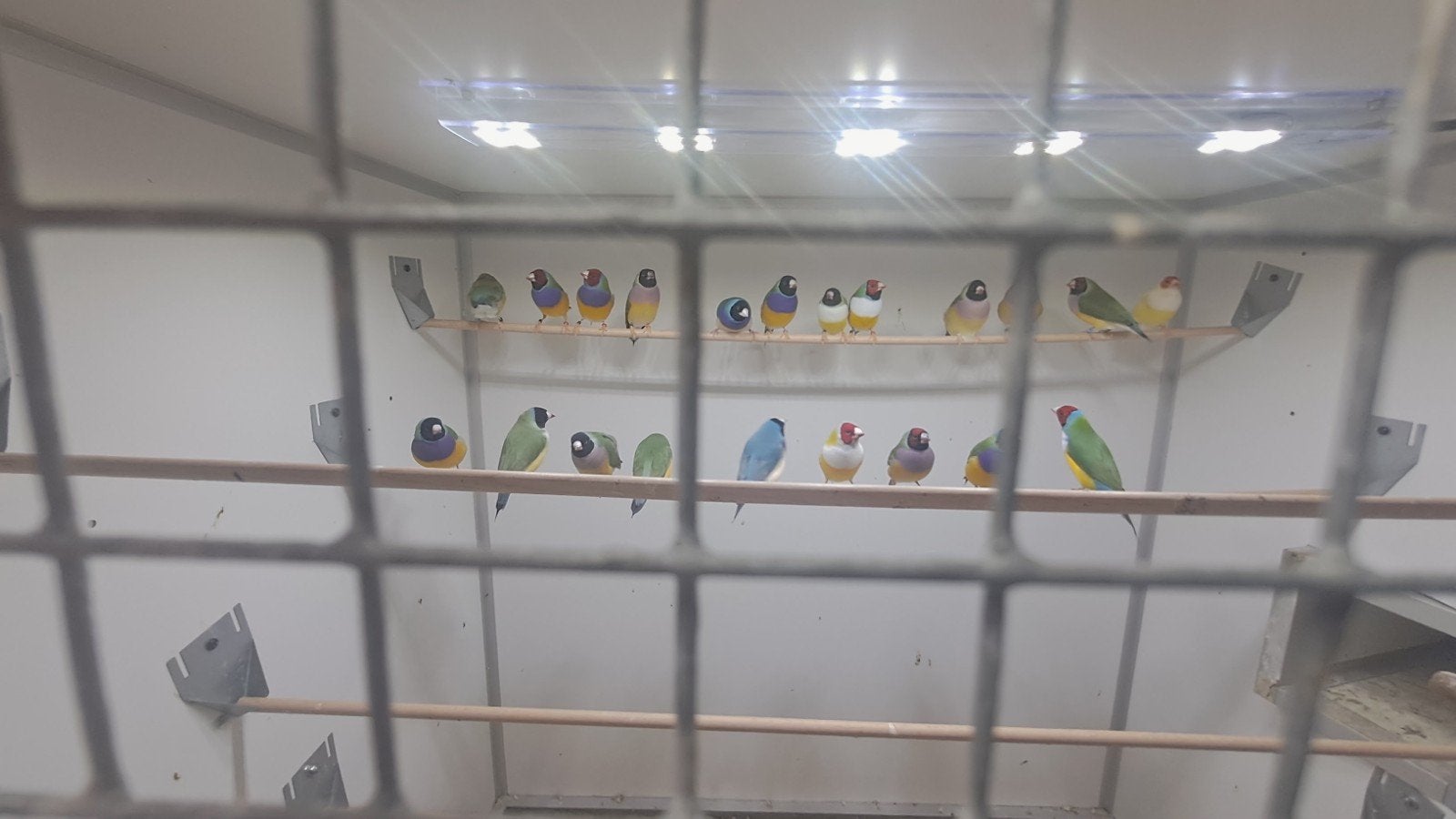 Gouldamadines, Dieren en Toebehoren, Meerdere dieren