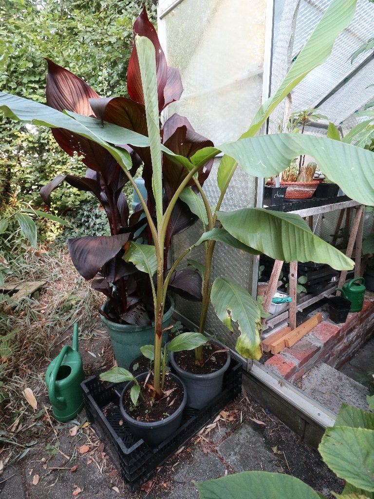 Roze Dwergbanaan Musa velutina, Ophalen, Vaste plant, Fruitplanten, Halfschaduw