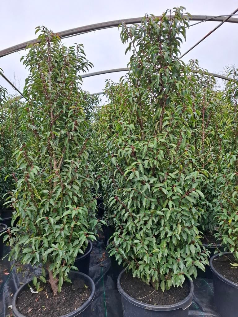 Portugese Laurier, Tuin en Terras, Planten | Struiken en Hagen, Ophalen of Verzenden, Laurier, 100 tot 250 cm
