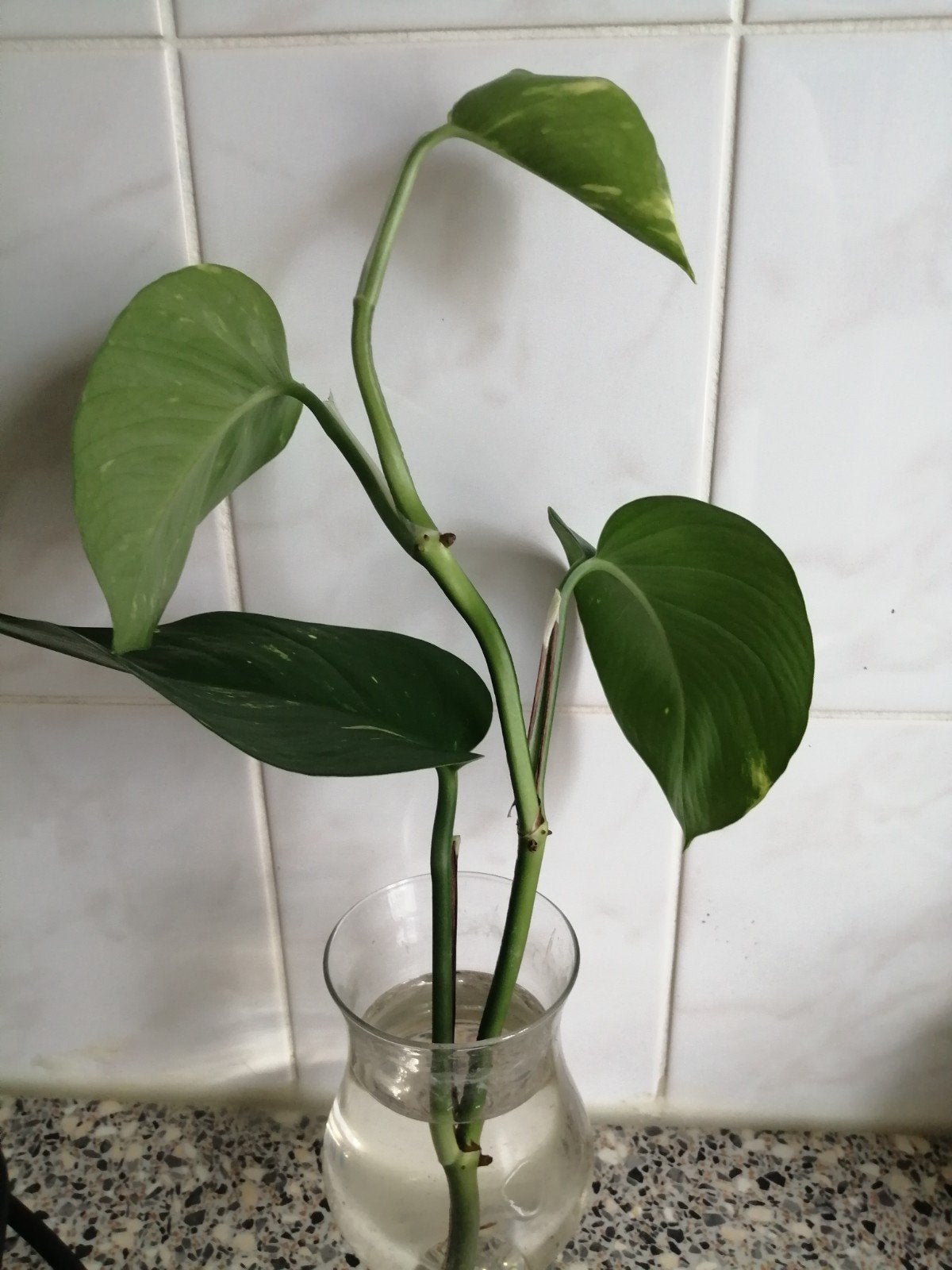 Epipremnum Aureum stekjes - Pothos stekjes, Ophalen, Overige soorten, Halfschaduw, Minder dan 100 cm