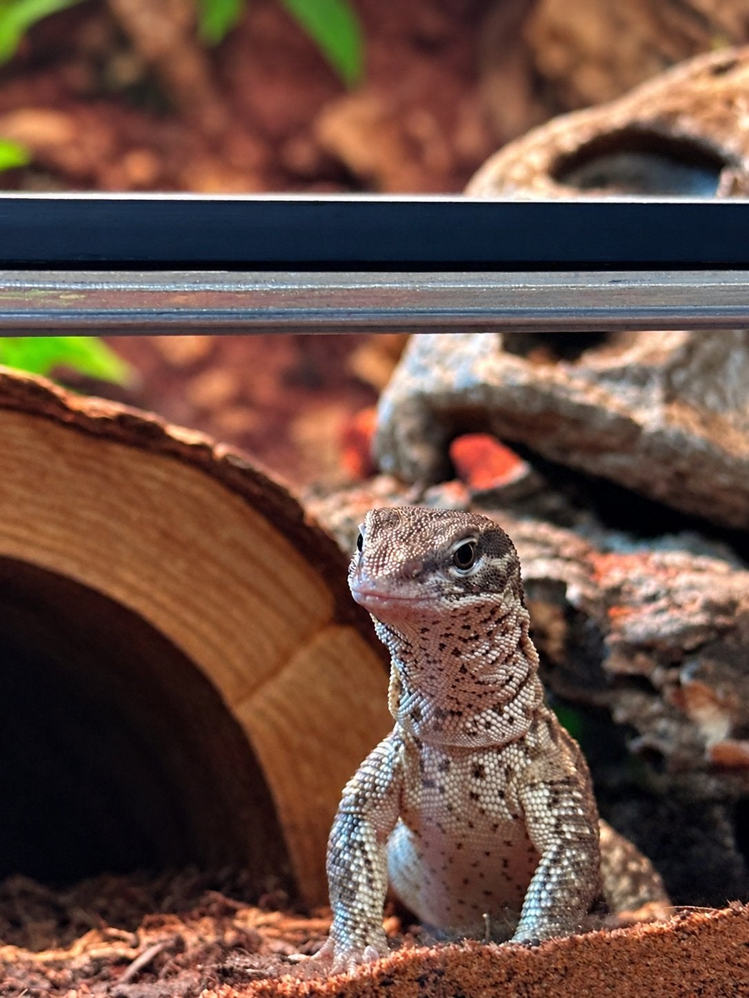 Red Ackie Monitor Male – 2 Years Old