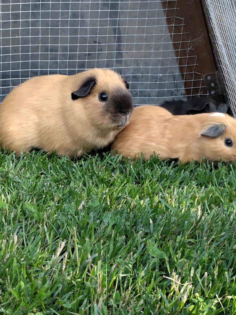California beertje crème, Mannelijk, Tam, Maart, Cavia