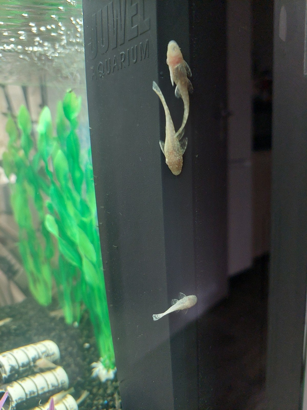 mooi jonge ancistrus l144 albino algen eters en jonge guppe, Ophalen of Verzenden