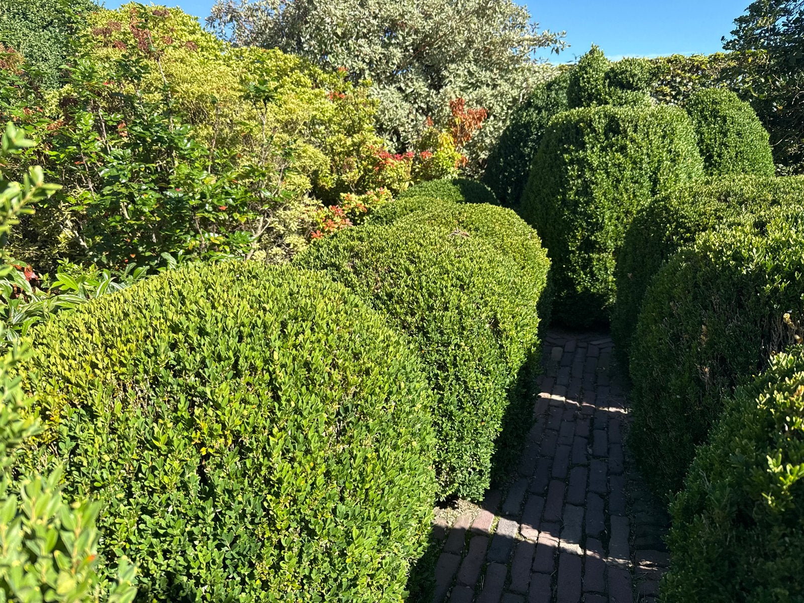 Volwassen Buxus planten gratis af te halen, Vaste plant, Bloeit niet, Halfschaduw, Ophalen