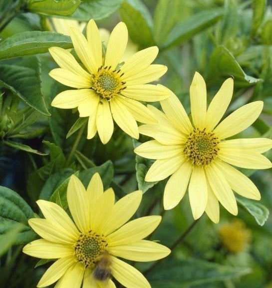 Helianthus 'Lemon queen', Vaste zonnebloem, bijenplant, Tuin en Terras, Volle zon, Vaste plant, Zomer, Ophalen