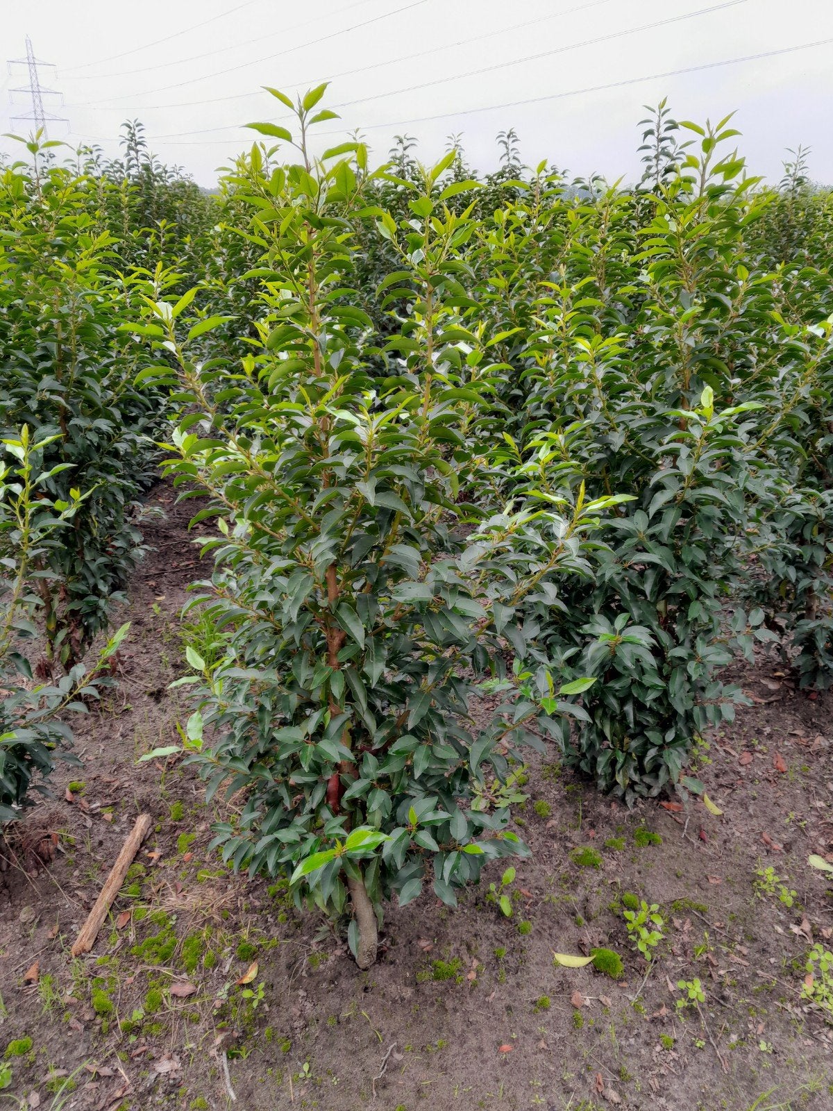 Portugese Laurier - Prunus Lusitanica Angustifolia, Ophalen, Laurier, Haag, 100 tot 250 cm
