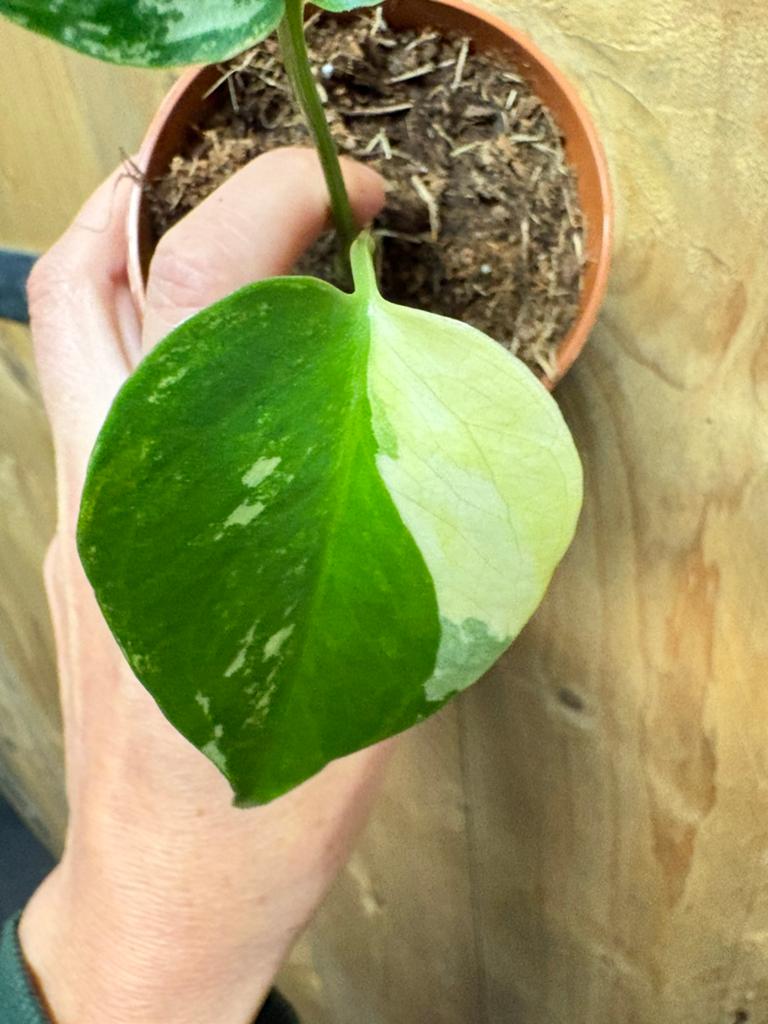 Monstera deliciosa variegata mint albo aurea tricolor plant, Ophalen of Verzenden, Halfschaduw, Minder dan 100 cm