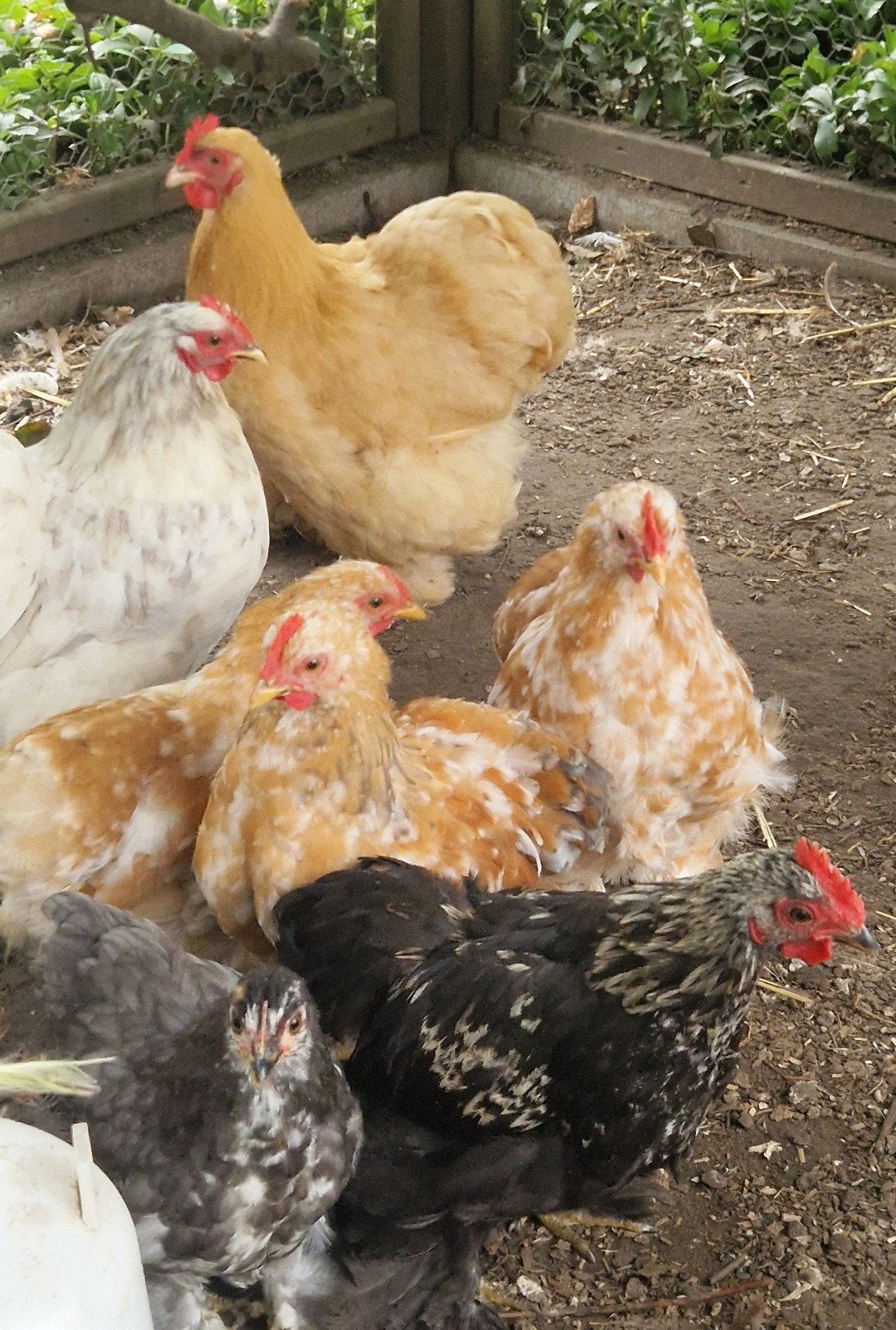 Mooie krielkippen Cochin, Meerdere dieren, Kip